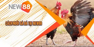 Cách Nuôi Gà Đá Tăng Cường Sức Khỏe Và Chiến Đấu 1 Cách Nuôi Gà Đá Tăng Cường Sức Khỏe Và Chiến Đấu